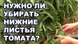 Когда нужно убирать нижние листья томата в теплице? (17-09-2018)