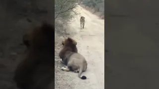 Tragic! Lion Lost A Leg When Clashing With A Giant Crocodile - Lion Failed Miserably#lionking #lions
