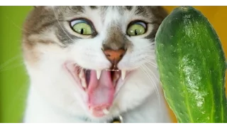 Кошки боятся огурцов (Подборка видео) Cats afraid of cucumber (compilation)