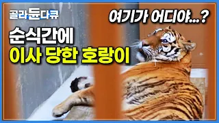 푹 자고 일어났더니 여긴 어디?🙄 당황스러운 상황에 어리둥절한 호랑이┃중년 호랑이 신축 사육장으로 이사하는 날┃새로운 계절맞이 준비하는 동물원의 하루┃극한직업┃#골라듄다큐