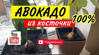 КАК вырастить АВОКАДО из косточки в домашних условиях?