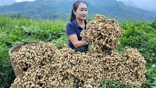 Harvesting peanut - Boil peanuts goes to the market sell - Animal care | Ly Thi Tam