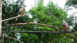 The Best Of Trap - Traditional Catch Dove By Technique Trap