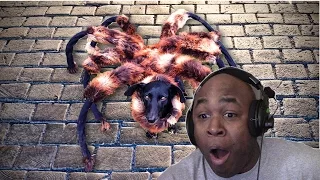 BHD Reacts To Giant Mutant Spider Dog