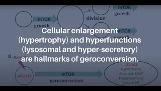 Cellular Senescence: When Growth Stimulation Meets Cell Cycle Arrest | Aging-US