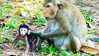 Adorable Armondo baby just born learn walking even though April keeps him for milk only.