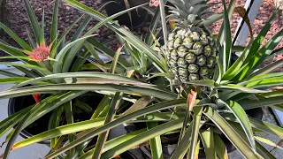 My Tip For Growing Large Delicious Pineapples! Have you tried this?
