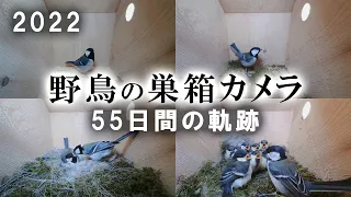 Japanese Tit  Nest Box, 55-day trajectory Highlights 2022  - Great Tit nest box live camera