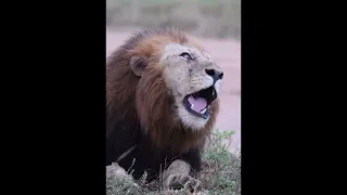 Plains Camp Male Lion Roaring | Sabi Sands | 14 May 2024