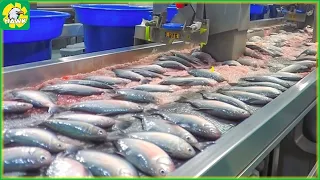 Tilapia Farm - How Farmers Harvest Tilapia - Automatic Fish Processing Factory