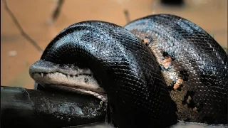 Anaconda vs Crocodile   Python vs Alligator compilation   Python vs crocodile   Snake