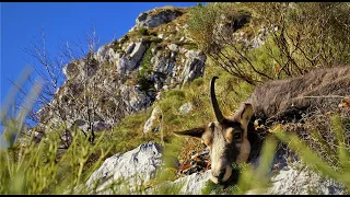 ONE HORN - Chamois hunt in Slovenia