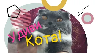 Реакция кошки на разговорник для котов🙀Мяукание/phrasebook for cats