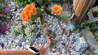 Cactus Garden Tour May 2022