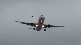 Avião da LATAM quase colide com pássaro em Guarulhos // Airbus A321 !!