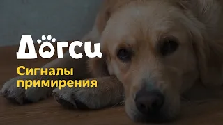 1. Инструкция догситтера Догси – Сигналы примирения / dogsy.ru