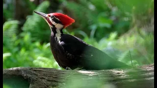 Pileated Woodpecker Feeding on Ants in a Log