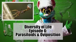 Diversity of Life Episode 6: Parasitoids and Oviposition