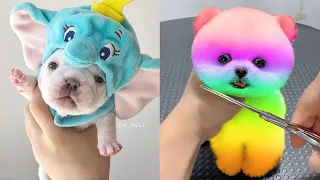 Tik Tok Chó Phốc Sóc Mini | Funny and Cute Pomeranian Videos #35