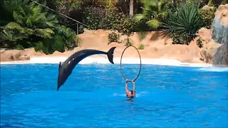 Loro Parque les dauphins