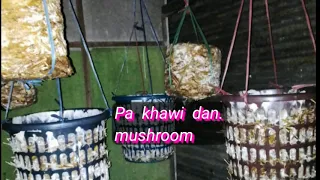 Pa (Mushroom) khawi dan.