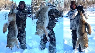 BIG ALBERTA COYOTES CALLED IN!