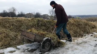 Вивозим гній на купу, телята уплітають вівсяну солому.