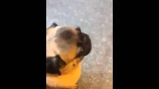 Screaming pug