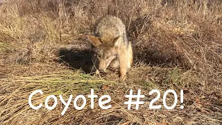 Trapping Fox and Coyotes Season 9 Ep. 12 #foxtrapping #coyotetrapping #predatortrapping #bobcat
