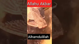 Miracle of allah 🤲 | Allahu Akbar | #islamic #allah #shorts