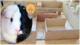 A Maze for the Guinea Pigs