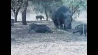 Un rhinocéros grincheux