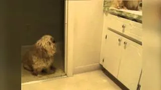 Dog Barks at Dog With a Foam Beard