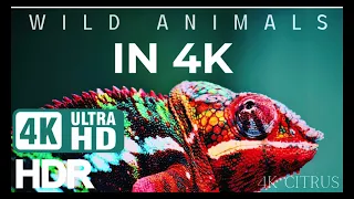 Immerse Yourself in the Beauty of Wildlife with 4K ULTRA HD Footage