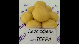 Новый сорт картофеля Терра и наиболее популярные сорта доступные для заказа на сезон 2021.