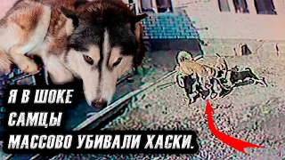 Они сошли с ума🤯 Весеннее обострение?!