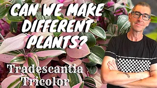 Tradescantia Tricolor Cuttings: Making Totally Different Plants?