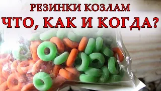 Про кастрацию козлят