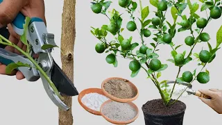 Árbol de limón ¿Cómo tenerlo hermoso y lleno de frutos ? En maceta - Cuidados de una planta de limón