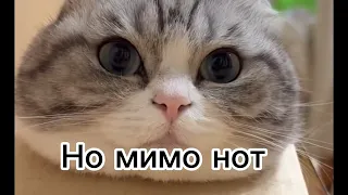 очень старался❤️‍🔥Культурный кот| Нежное это