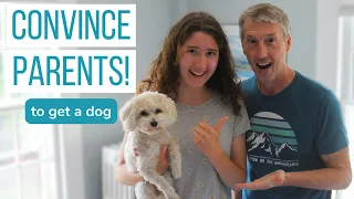 How I Convinced My Parents to Get a Dog! (and how you can too)