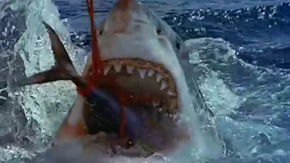 Great White Shark Eats Tuna