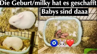 Die Babys sind Daaa/ Die Geburt Live/Kaninchenbande