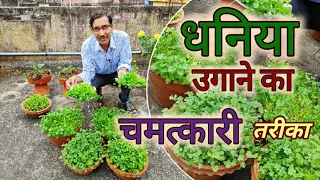 धनिया उगाने का चमत्कारी तरीका देखिए  /  New technique in Coriander or Cilantro growing at home