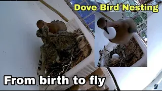 The Dove Bird's Nest Building and the Story of Babies from Birth to Flying.dove nest.dove birdpigeon