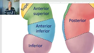 Anatomy of urinary module in Arabic 2023, 1 (Kidneys, part 1) ,  by Dr, Wahdan