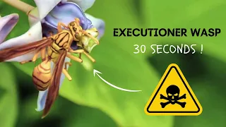 Executioner Wasp | The Stinging Nightmare - In 30 Seconds | Zootub3