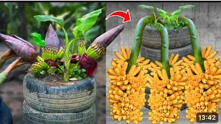 Techniques for Grafting Banana Tree Using Banana Fruit Get amazing results | Grafting Banana Tree