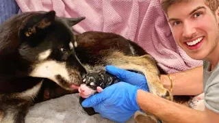 Helping My Pregnant Dog Give Birth To 7 Puppies!