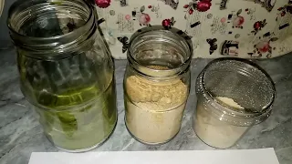 The Process of Making Moringa Seed Powder | Comparison of Moringa Leaf, Seed and Roasted Seed Powder